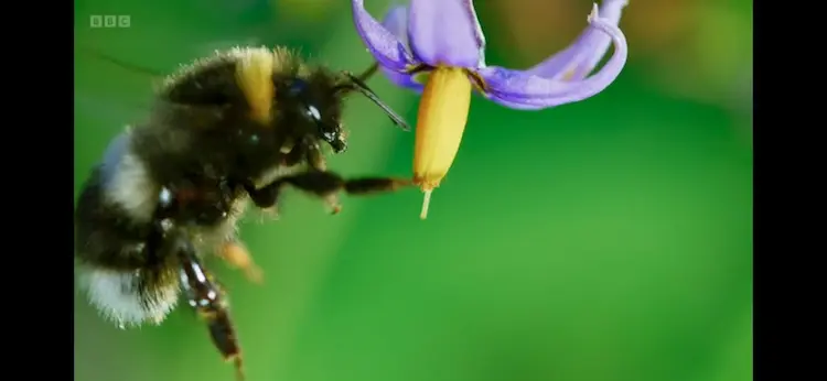 Bumblebee sp. () as shown in Wild Isles - Our Precious Isles